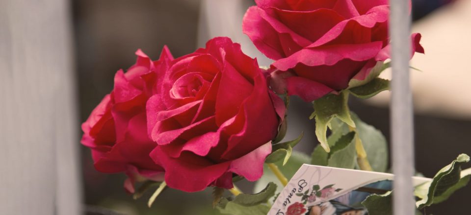 Rose di Santa Rita | Fondazione Santa Rita da Cascia